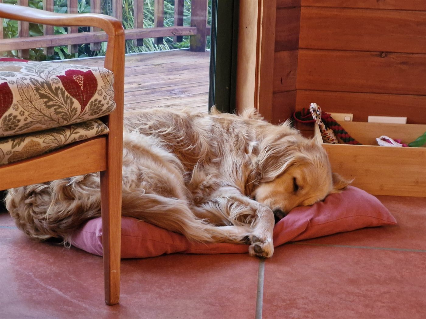 Neve asleep on a cushion by the door