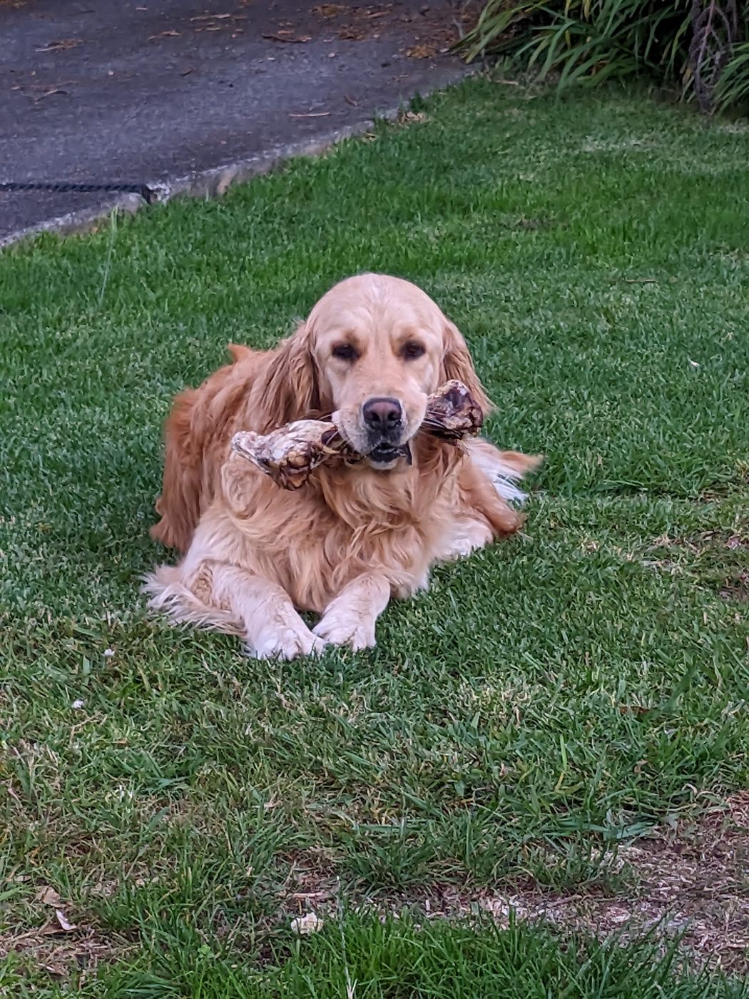 Neve on the lawn with a chew in her mouth