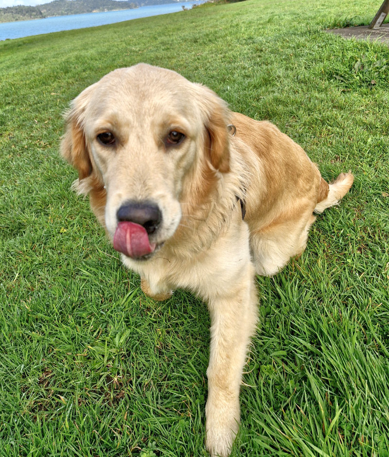 Neve, the Kinder Minds therapy dog