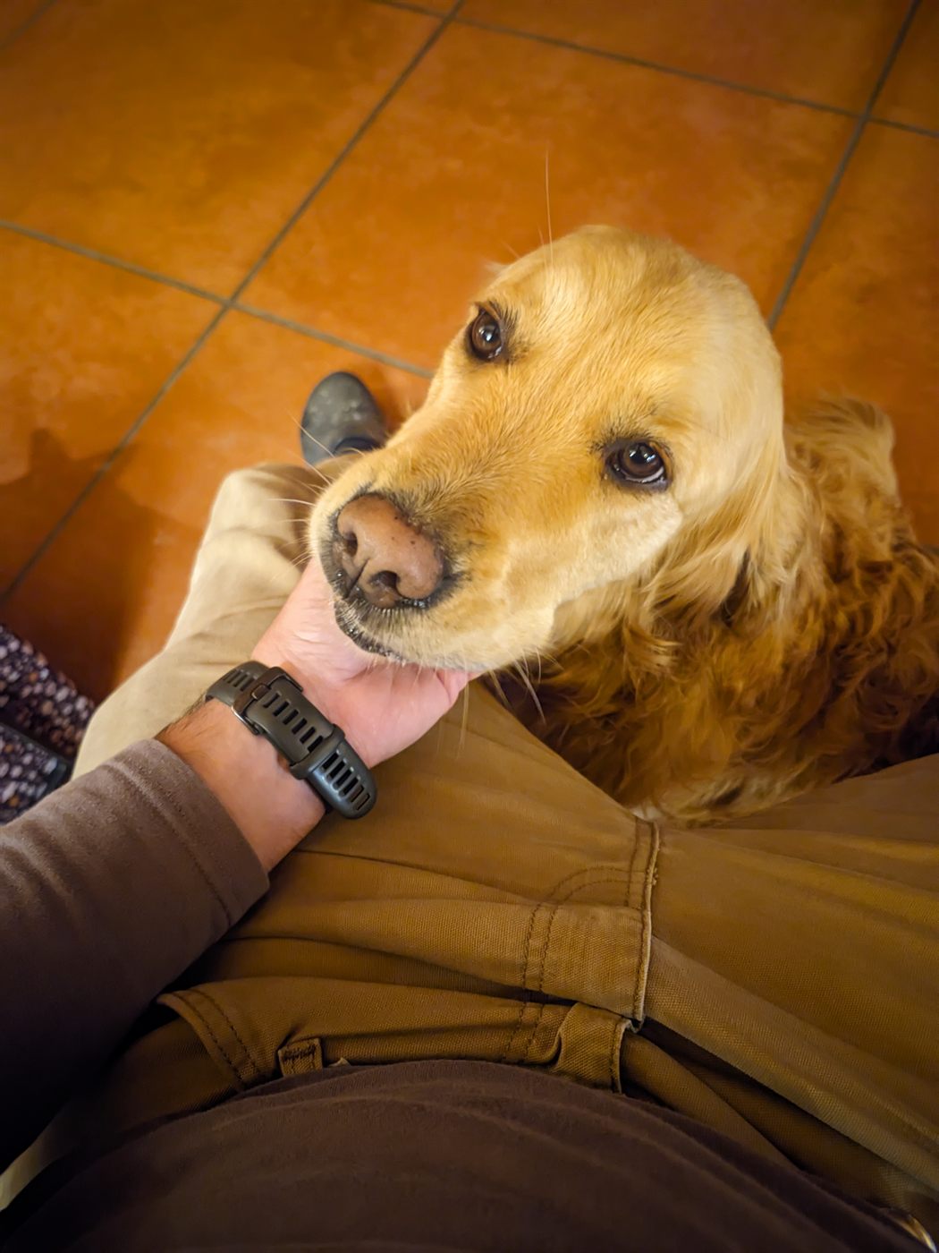 Neve resting her nose on someone's hand